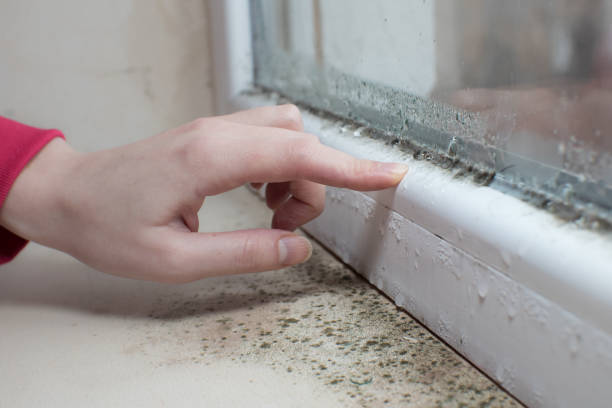 Mold Odor Removal Services in Celina, TX